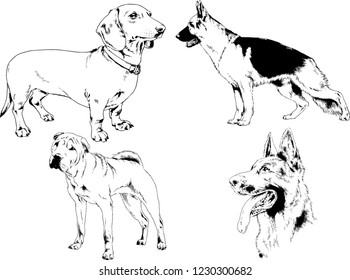 vector drawings sketches pedigree dogs in the racks drawn in ink by hand , objects with no background