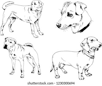 vector drawings sketches pedigree dogs in the racks drawn in ink by hand , objects with no background