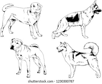 vector drawings sketches pedigree dogs in the racks drawn in ink by hand , objects with no background