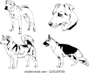 vector drawings sketches pedigree dogs in the racks drawn in ink by hand , objects with no background