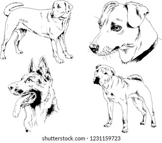 vector drawings sketches pedigree dogs in the racks drawn in ink by hand , objects with no background