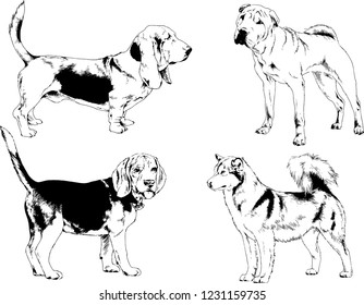 vector drawings sketches pedigree dogs in the racks drawn in ink by hand , objects with no background