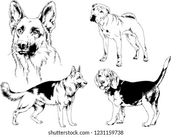 vector drawings sketches pedigree dogs in the racks drawn in ink by hand , objects with no background