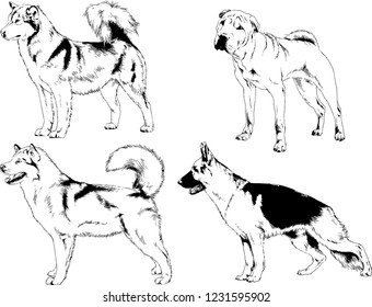 vector drawings sketches pedigree dogs in the racks drawn in ink by hand , objects with no background