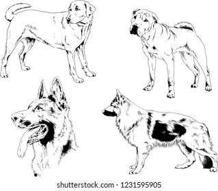 vector drawings sketches pedigree dogs in the racks drawn in ink by hand , objects with no background