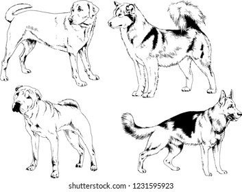 vector drawings sketches pedigree dogs in the racks drawn in ink by hand , objects with no background