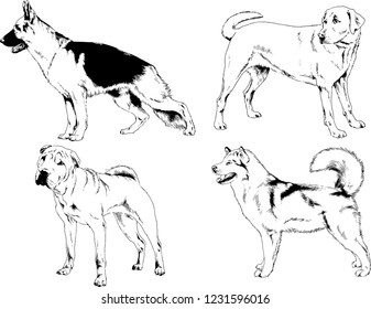 vector drawings sketches pedigree dogs in the racks drawn in ink by hand , objects with no background