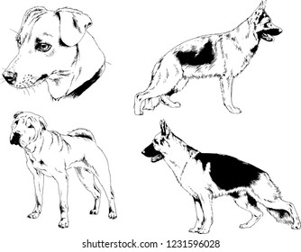 vector drawings sketches pedigree dogs in the racks drawn in ink by hand , objects with no background