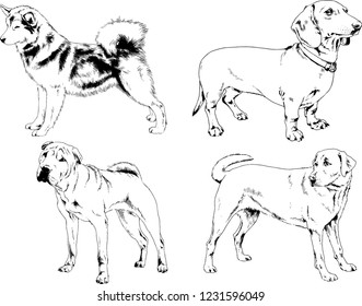 vector drawings sketches pedigree dogs in the racks drawn in ink by hand , objects with no background