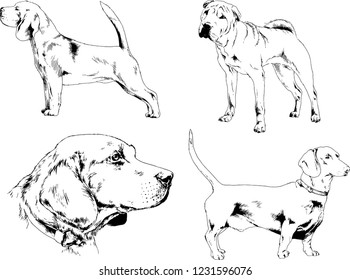 vector drawings sketches pedigree dogs in the racks drawn in ink by hand , objects with no background