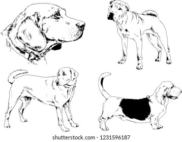 vector drawings sketches pedigree dogs in the racks drawn in ink by hand , objects with no background