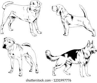 vector drawings sketches pedigree dogs in the racks drawn in ink by hand , objects with no background