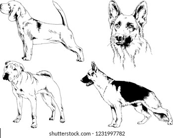 vector drawings sketches pedigree dogs in the racks drawn in ink by hand , objects with no background