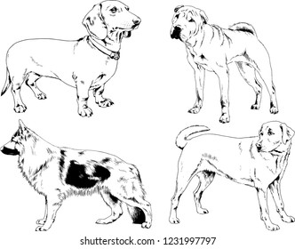 vector drawings sketches pedigree dogs in the racks drawn in ink by hand , objects with no background