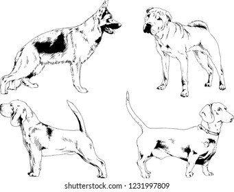 vector drawings sketches pedigree dogs in the racks drawn in ink by hand , objects with no background