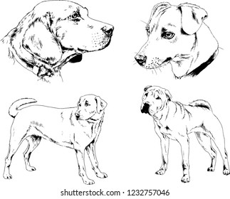 vector drawings sketches pedigree dogs in the racks drawn in ink by hand , objects with no background