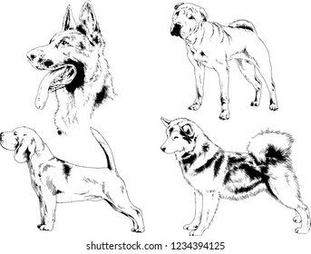 vector drawings sketches pedigree dogs in the racks drawn in ink by hand , objects with no background