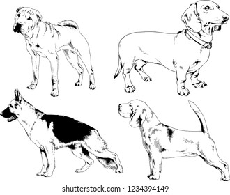vector drawings sketches pedigree dogs in the racks drawn in ink by hand , objects with no background