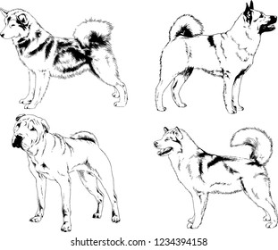 vector drawings sketches pedigree dogs in the racks drawn in ink by hand , objects with no background