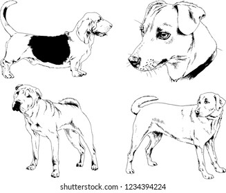 vector drawings sketches pedigree dogs in the racks drawn in ink by hand , objects with no background