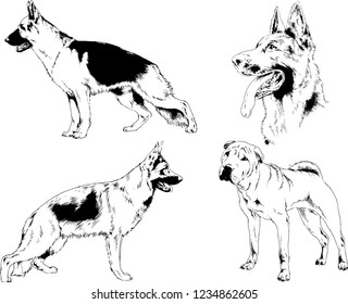 vector drawings sketches pedigree dogs in the racks drawn in ink by hand , objects with no background