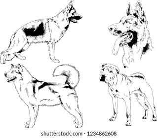 vector drawings sketches pedigree dogs in the racks drawn in ink by hand , objects with no background