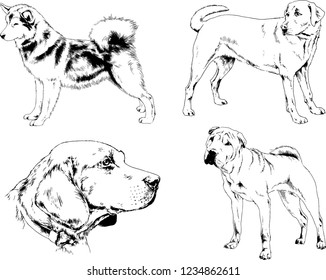 vector drawings sketches pedigree dogs in the racks drawn in ink by hand , objects with no background
