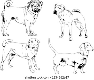 vector drawings sketches pedigree dogs in the racks drawn in ink by hand , objects with no background