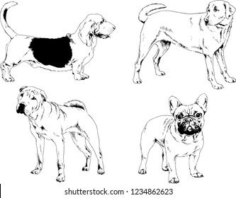 vector drawings sketches pedigree dogs in the racks drawn in ink by hand , objects with no background