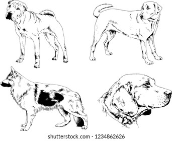 vector drawings sketches pedigree dogs in the racks drawn in ink by hand , objects with no background