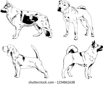 vector drawings sketches pedigree dogs in the racks drawn in ink by hand , objects with no background