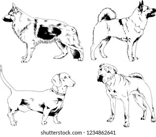 vector drawings sketches pedigree dogs in the racks drawn in ink by hand , objects with no background
