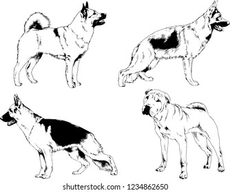 vector drawings sketches pedigree dogs in the racks drawn in ink by hand , objects with no background