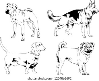 vector drawings sketches pedigree dogs in the racks drawn in ink by hand , objects with no background