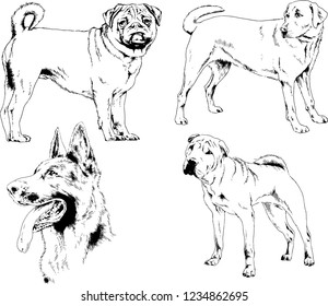 vector drawings sketches pedigree dogs in the racks drawn in ink by hand , objects with no background