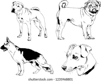 vector drawings sketches pedigree dogs in the racks drawn in ink by hand , objects with no background