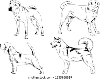 vector drawings sketches pedigree dogs in the racks drawn in ink by hand , objects with no background