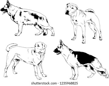 vector drawings sketches pedigree dogs in the racks drawn in ink by hand , objects with no background