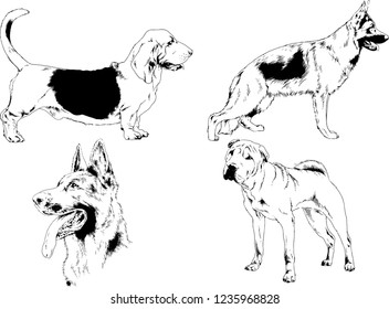 vector drawings sketches pedigree dogs in the racks drawn in ink by hand , objects with no background