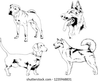 vector drawings sketches pedigree dogs in the racks drawn in ink by hand , objects with no background