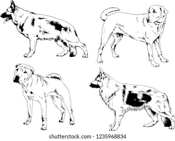 vector drawings sketches pedigree dogs in the racks drawn in ink by hand , objects with no background