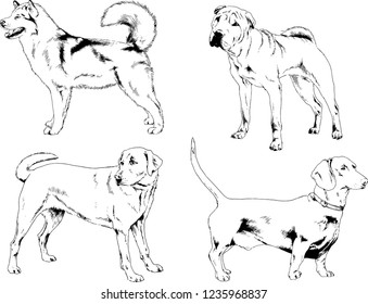 vector drawings sketches pedigree dogs in the racks drawn in ink by hand , objects with no background