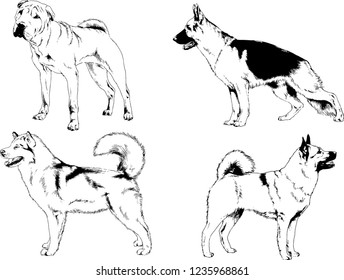 vector drawings sketches pedigree dogs in the racks drawn in ink by hand , objects with no background