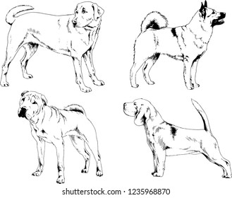 vector drawings sketches pedigree dogs in the racks drawn in ink by hand , objects with no background
