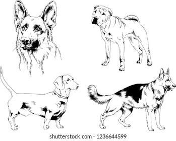 vector drawings sketches pedigree dogs in the racks drawn in ink by hand , objects with no background