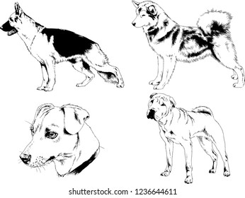 vector drawings sketches pedigree dogs in the racks drawn in ink by hand , objects with no background