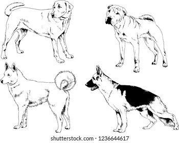 vector drawings sketches pedigree dogs in the racks drawn in ink by hand , objects with no background