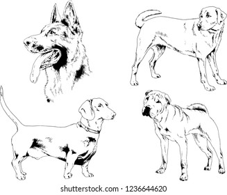 vector drawings sketches pedigree dogs in the racks drawn in ink by hand , objects with no background