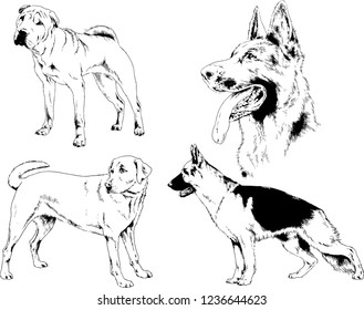 vector drawings sketches pedigree dogs in the racks drawn in ink by hand , objects with no background