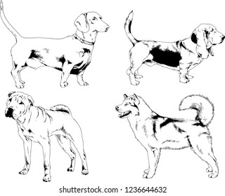 vector drawings sketches pedigree dogs in the racks drawn in ink by hand , objects with no background